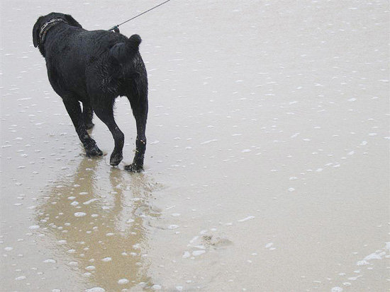 2004.08.29.charlie.half.moon.bay.02