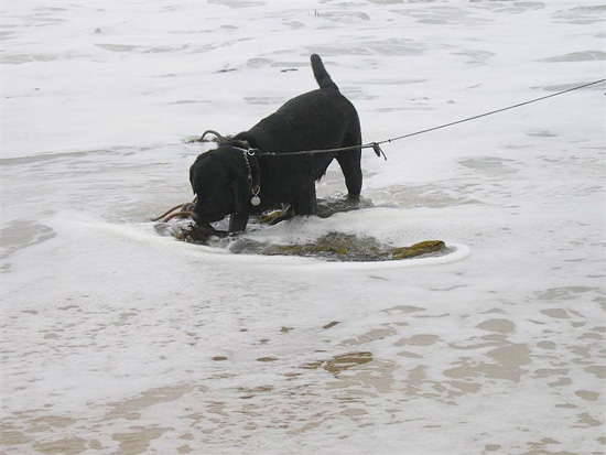 2004.08.29.charlie.half.moon.bay.03