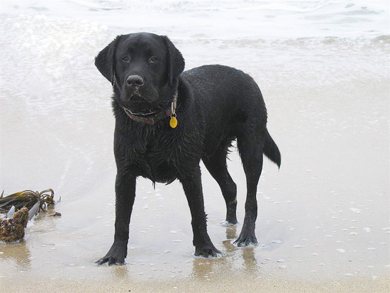 2004.08.29.charlie.half.moon.bay.04
