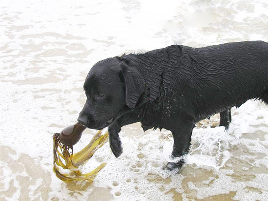 2004.08.29.charlie.half.moon.bay.08