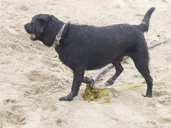 2004.08.29.charlie.half.moon.bay.09