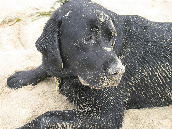 2004.08.29.charlie.half.moon.bay.12