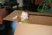 2008.10.11 - Dougie in a box - 0001
