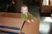 2008.10.11 - Dougie in a box - 0012