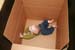 2008.10.11 - Dougie in a box - 0021